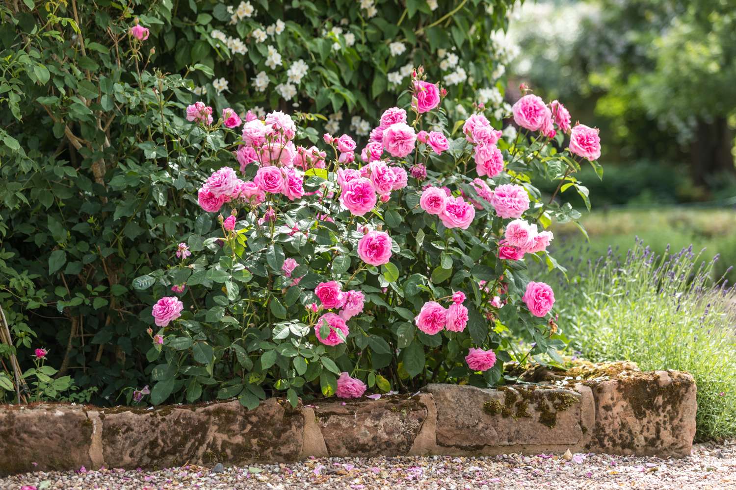 Ruusu 'Gertrude Jekyll®' (Ausbord)